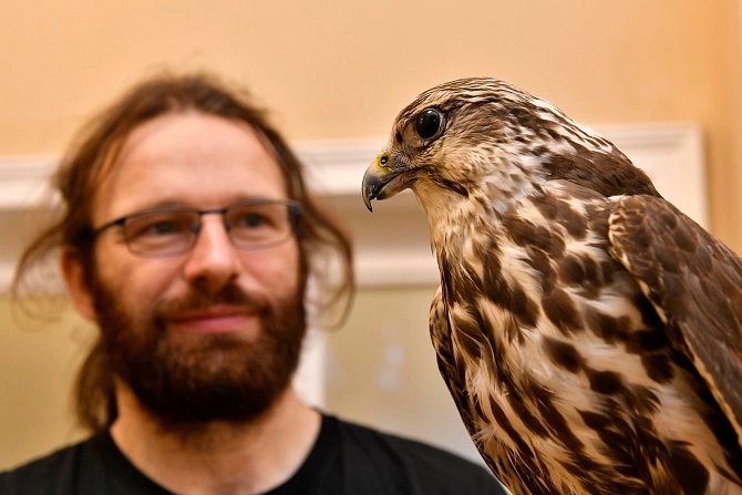 Ornitolog Václav Beran při záchraně rorýsů, při vystavování vycpaného sokola z muzejních sbírek a během procházky s fanoušky muzea po městě, kde popularizoval ústeckou ornitologii.