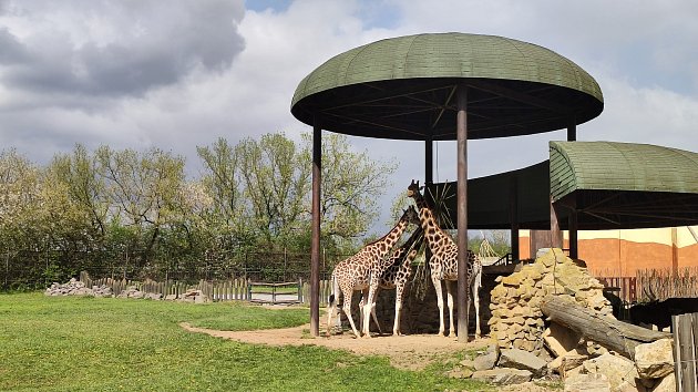 Výběh žiraf severních núbijských v Zoo Ústí nad Labem.