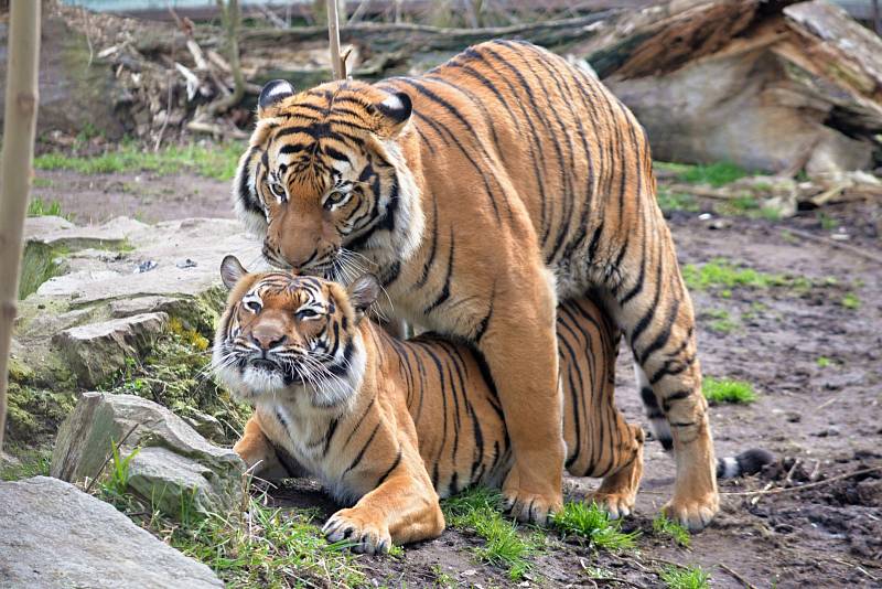 Páření tygrů malajských