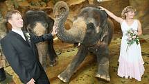 V těsné blízkosti slonic se uskutečnila v ústecké zoologické zahradě unikátní svatba.