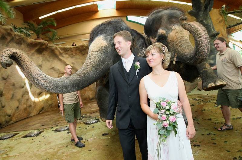V těsné blízkosti slonic se uskutečnila v ústecké zoologické zahradě unikátní svatba.