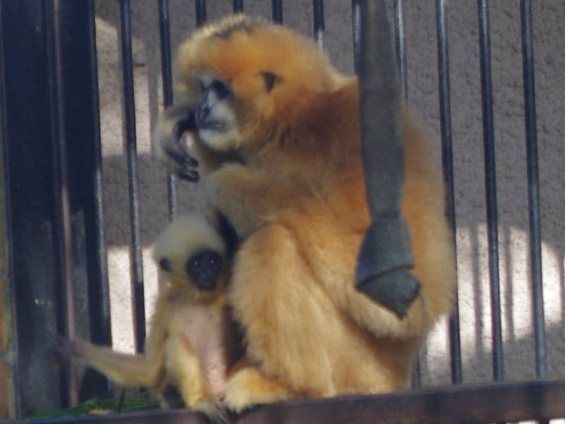 Mládě gibona bělolícího v sobotu v ústecké zoologické zahradě pokřtila gymnastka Anna Mária Kányai.