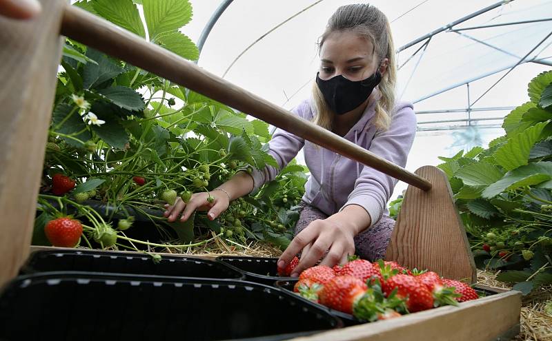 Sklizeň jahod na plantáži ve Svádově