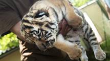 Zlínská zoo ukazuje tygřata