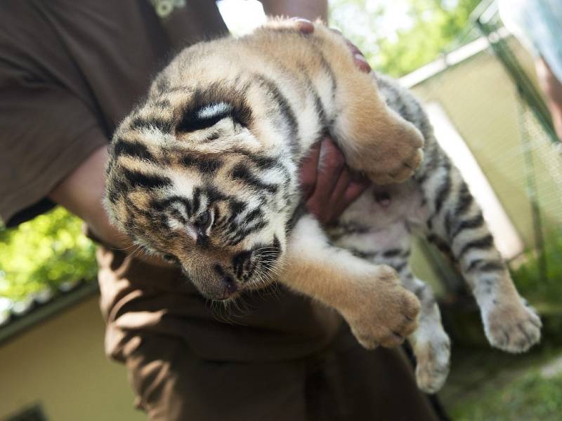 Zlínská zoo ukazuje tygřata
