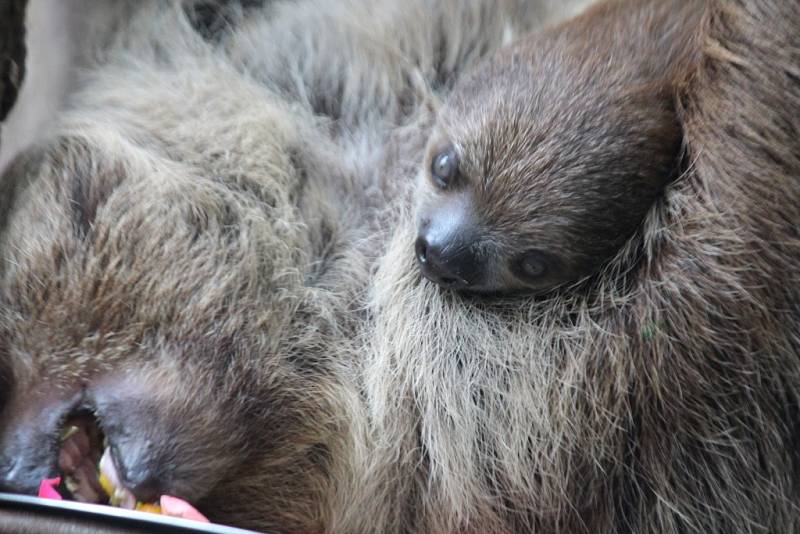 V zoologické zahradě ve Zlíně pokřtili mládě lenochoda.