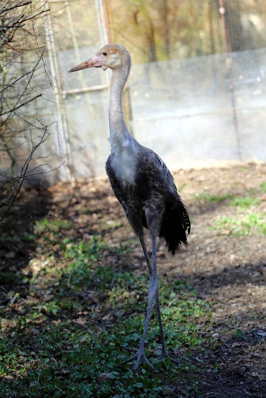 Mládě jeřába laločnatého v ZOO Lešná ve Zlíně.