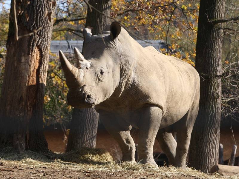 Nosorožec tuponosý se sluní v podzimním slunci v ZOO Lešná.