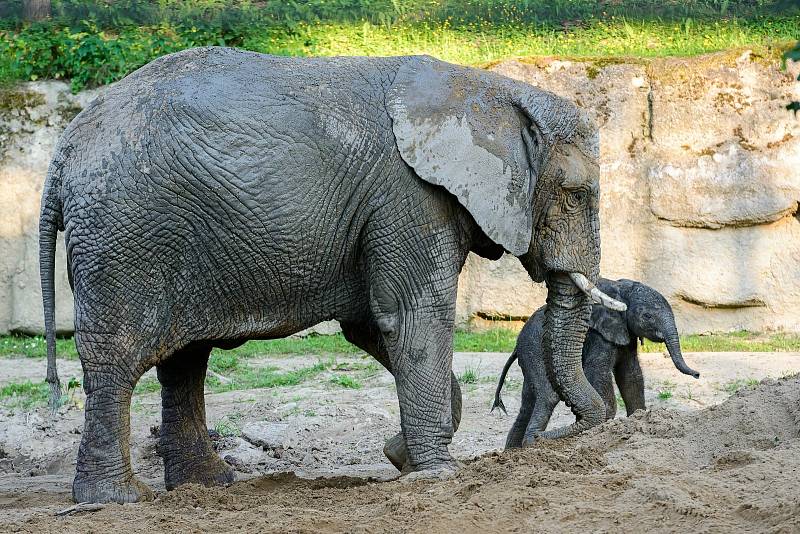 Mládě slona afrického ve zlínské zoo, červen 2021