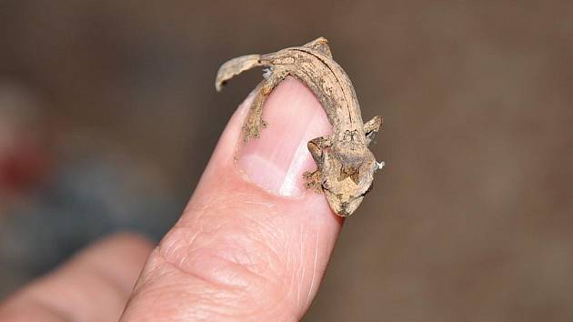 OBRAZEM: Vzácní gekoni žijí i ve Zlíně - Zlínský deník