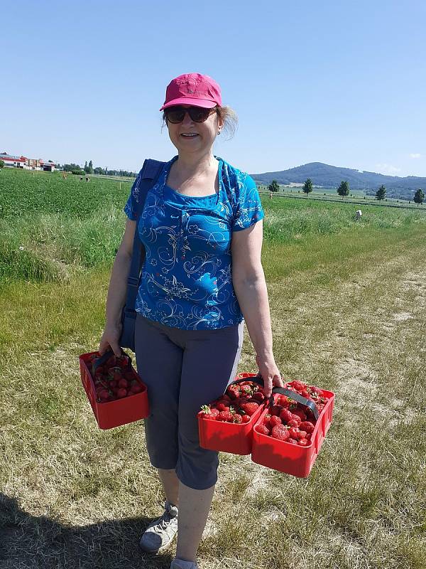 Samosběr jahod na Jahodové farmě v Holešově.