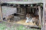 Ve zlínské zoo se narodila tři mláďata tygrů ussurijských