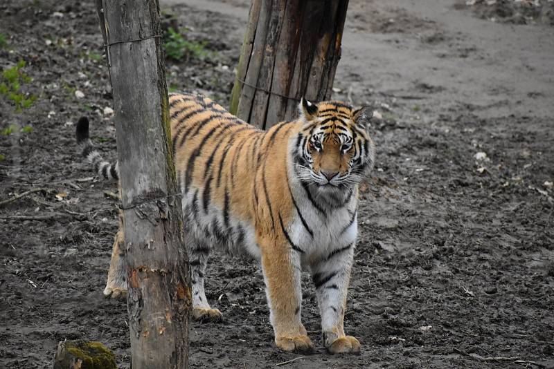 Zlínská zoologická zahrada, duben 2021.