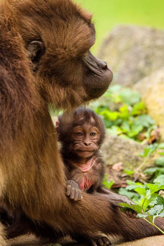 Početná tlupa dželad v Zoo Zlín se rozrostla. Narodila se hned dvě mláďata. Září 2021