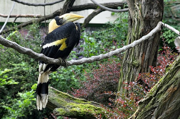 Zoo Zlín slaví chovatelský úspěch světového významu. Tím je odchov mláděte dvojzoborožce indického.