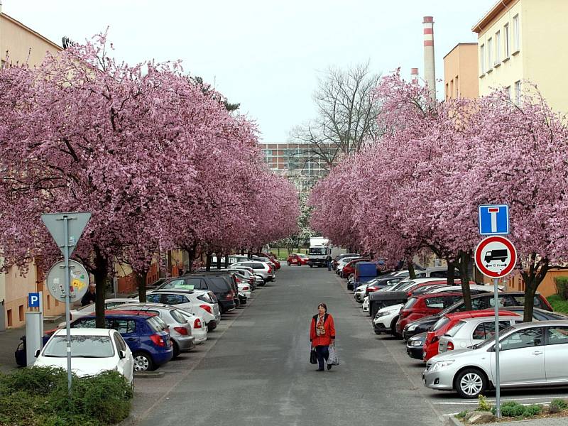 Rozkvetlé sakury v ulici Sadová ve Zlíně.