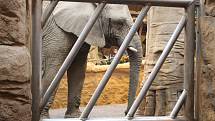 V zoo pilně trénují a cvičí slonice