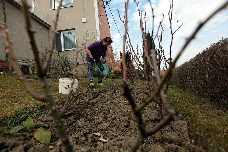 Bohuslava Růžičková ze zlínské Lesní čtvrti ošetřuje záhon s růžemi; sobota 27. března 2021