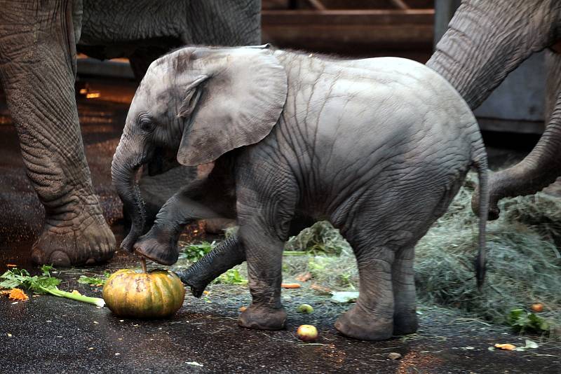 Oslava 6 ti měsíců slůněte afrického v ZOO Lešná ve Zlíně.