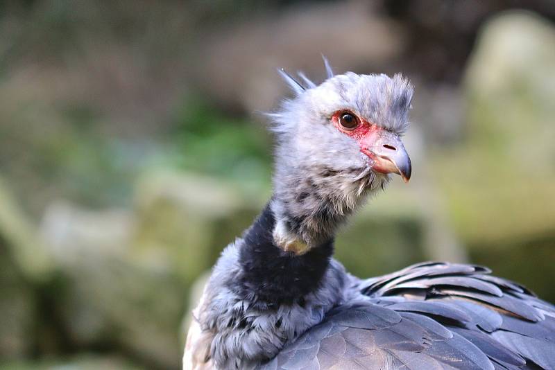 Zoo Zlín prožívá letos velmi úspěšnou sezónu.