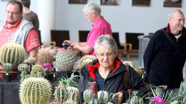 Výstava kaktusů v Městském divadle ve Zlíně.
