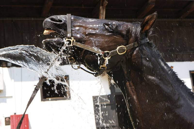 Sprchování koní v hřebčíně v Napajedlech.
