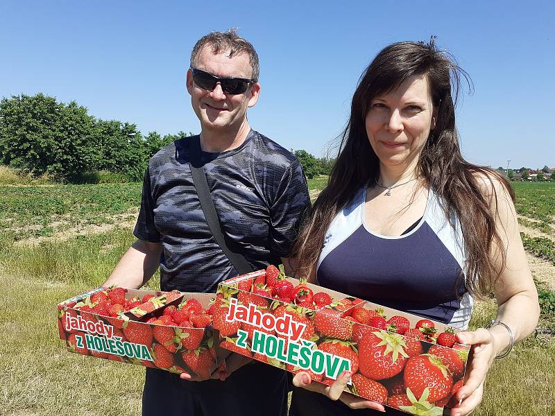 Samosběr jahod na Jahodové farmě v Holešově.