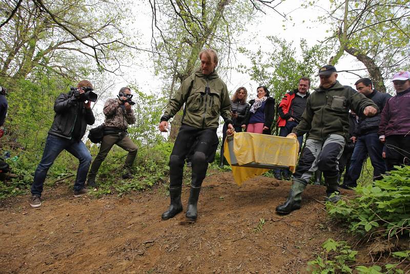 Jakub Wágner vysazuje pstruhy do řeky Dřevnice ve Zlíně.