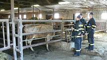 Hasiči cvičili evakuaci chovného dobytka na farmě v Kašavě. Cvičení bylo ukončeno opravdu netradičně. Neplánovaně došlo u jedné z otelených krav na "její čas" a hasiči museli asistovat přímo u porodu.