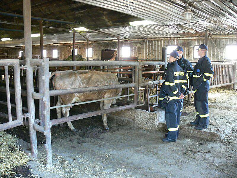 Hasiči cvičili evakuaci chovného dobytka na farmě v Kašavě. Cvičení bylo ukončeno opravdu netradičně. Neplánovaně došlo u jedné z otelených krav na "její čas" a hasiči museli asistovat přímo u porodu.