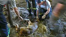 Hasiči cvičili evakuaci chovného dobytka na farmě v Kašavě. Cvičení bylo ukončeno opravdu netradičně. Neplánovaně došlo u jedné z otelených krav na "její čas" a hasiči museli asistovat přímo u porodu.