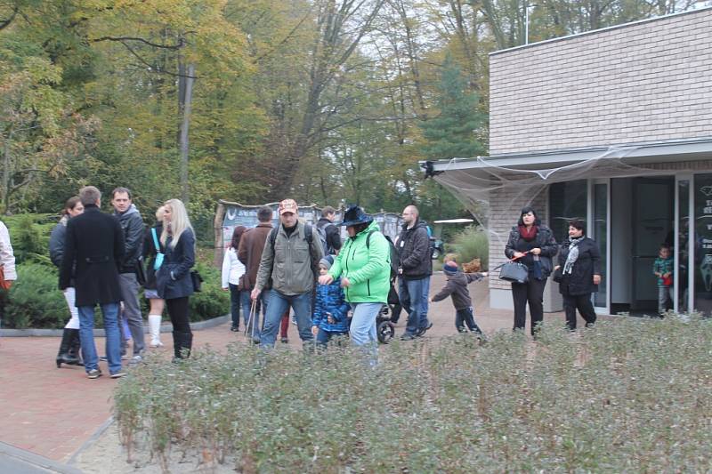 Dlabání dýní v zoo si nenechali ujít desítky lidí