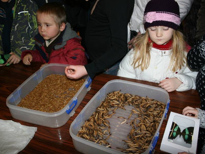 49. Mezinárodní entomologická výstava a výměnné dny v otrokovické Besedě.