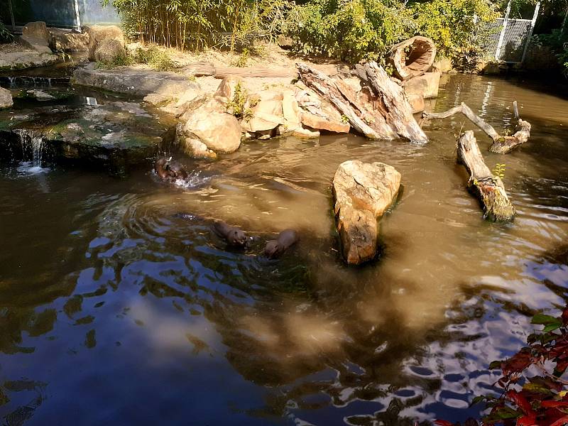 Ve zlínské zoo pokřtili v rámci 61. ročníku Zlín Film Festu Dana Morávková, Martin Dejdar a Roman Vojtek mláďata vydry obrovské. Dostala jména Vašík, Danuška a Janička.