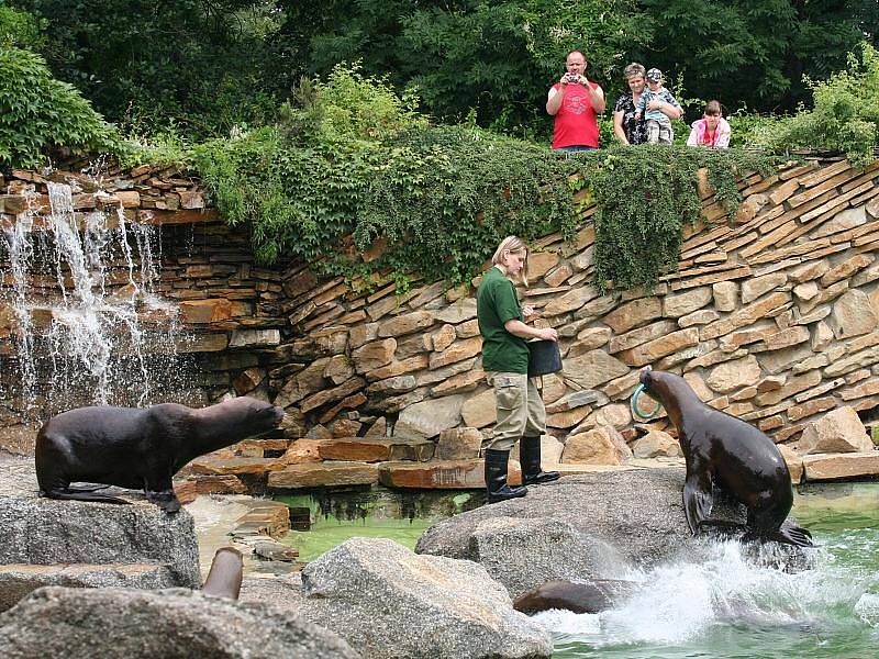 Představení mláděte lachtana hřivnatého ve zlínské zoo