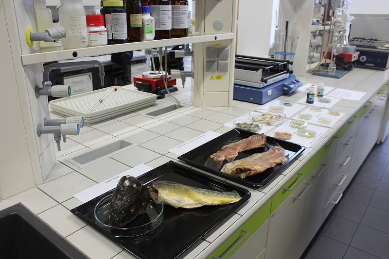 Výzkum využití produktů při zpracování ryb