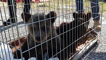Dvě tříměsíční medvíďata ze Žatecka putovala na Slovensko, i za asistence zlínské krajské policie.