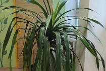 Palmovitá rostlina patřící do rodu pandanusů.