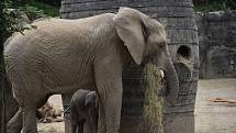 Veřejnost poprvé spatřila nově narozené mládě slona afrického. ZOO Lešná, Zlín.