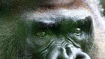 Samec Gorily nížinné Bosso na archivních snímcích z roku 2012. Bosso zemřel 2.4.2012 ve věku 41 let.