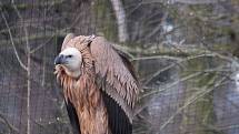 Ze zlínské zoo včera ráno do volné přírody zamířili další tři supi bělohlaví, 2 samičky a jeden samec.