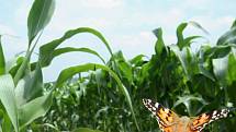 Geneticky modifikovanou (GMO) kukuřici zatím pěstují na Zlínsku pouze zemědělci Plemenářských služeb Otrokovice (PSO).
