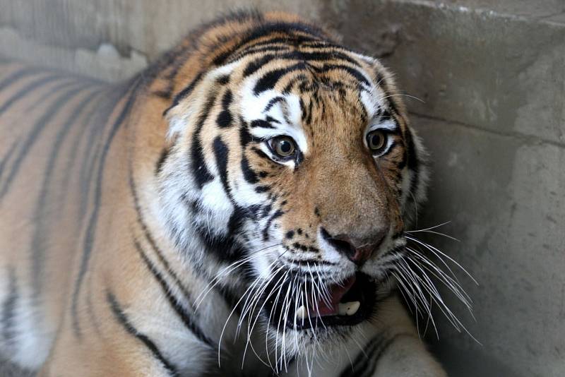 Stěhování tygra usurijského v Zoo Lešná.