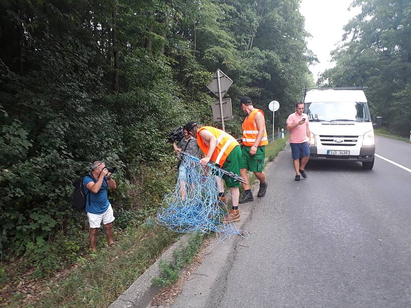 Elektrické ohradníky by měly zabránit migraci prasatům nakaženým africkým morem prasat.