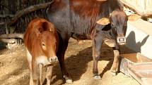 ZOO Lešná expozice Etiopie. Zebu