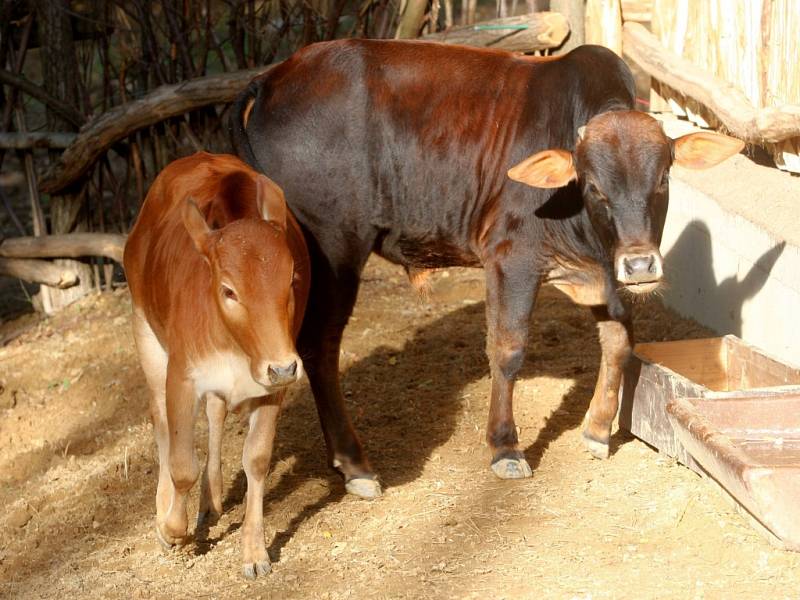 ZOO Lešná expozice Etiopie. Zebu