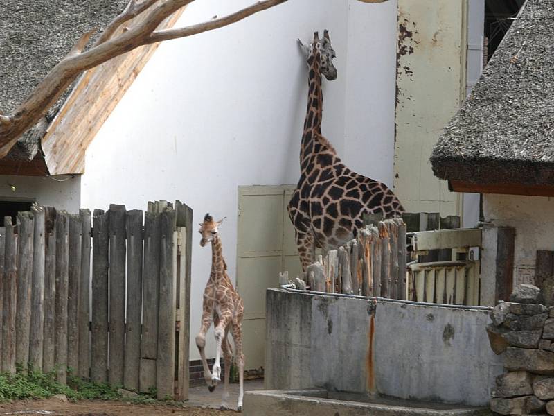Mládě žirafy rothschildovy v ZOO Lešná ve Zlíně.