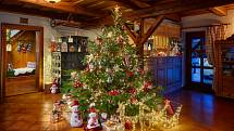 Nejoblíbenějšími vánočními stromky jsou u nás dánské jedle.