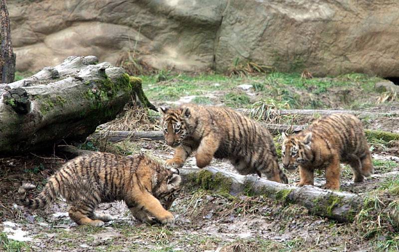 Ve zlínské zoo se narodila tři mláďata tygrů ussurijských