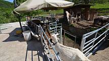Kozí farma ve Vizovicích 3. června 2021. Po pandemii zápasí s financemi, chybí na žrádlo, kterého stohlavé stádo spořádá téměř 5 tun za měsíc.